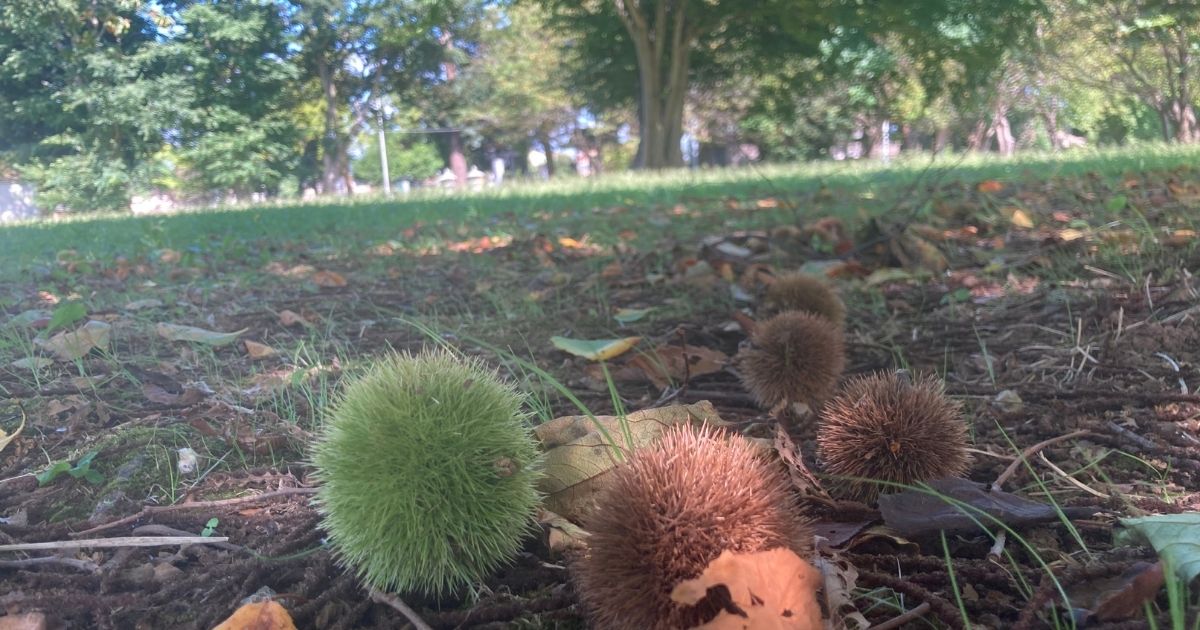 2023年秋の青空ヨーガご案内