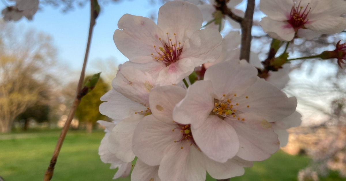 大人の発達障害 *不思議さん* の パートナー  *カサンドラさん*の悩み