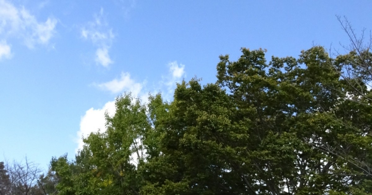 デトックスデー