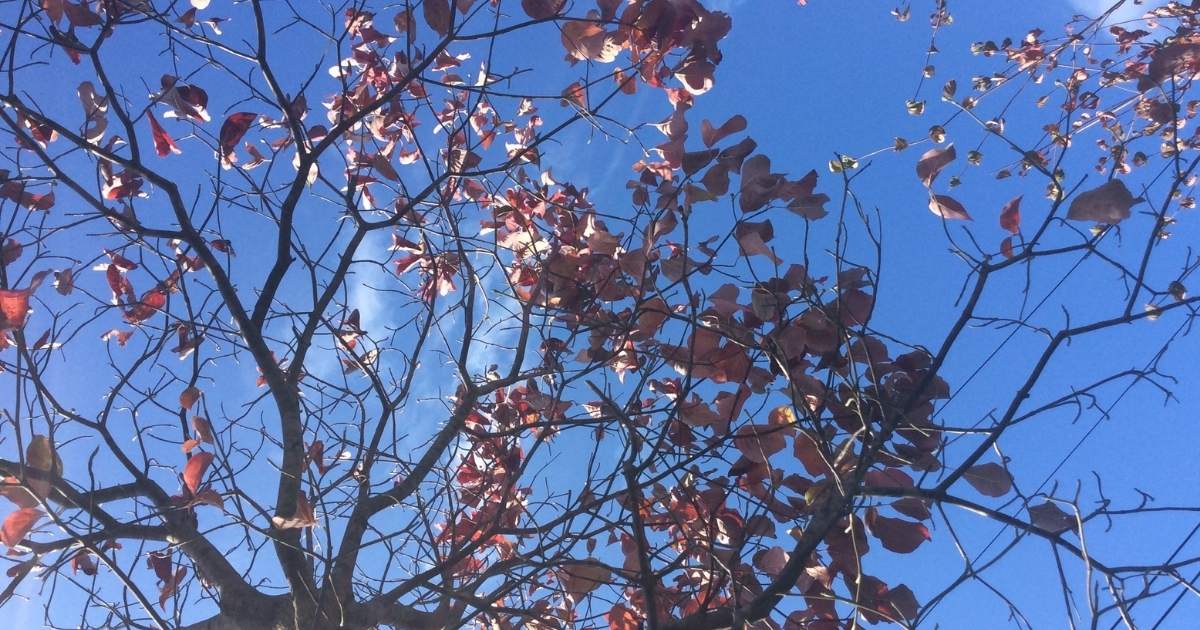 今日のヨーガも青空の下で