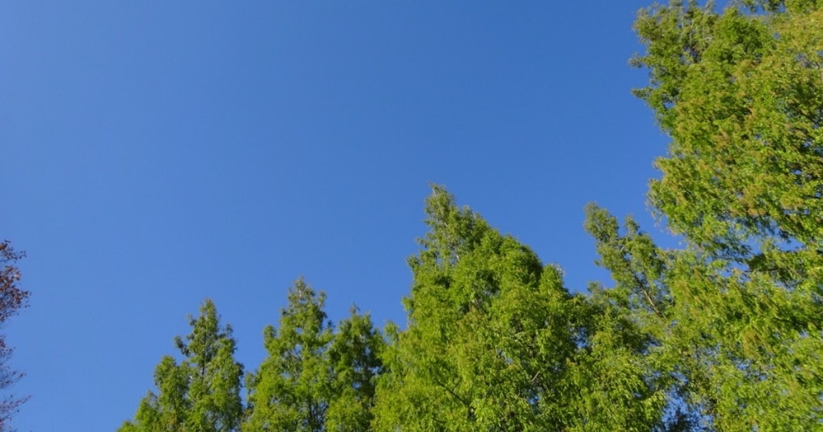 2015 秋の青空ヨーガ